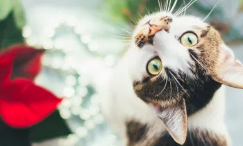 Pretty tabby cat sitting next to a toxic pointsetta