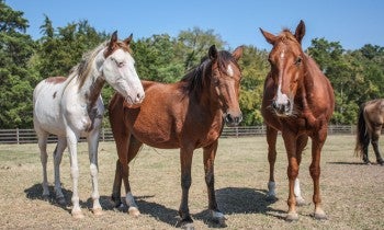 Three healthy horses, thrive after being rescued