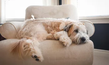 Photo illustration showing a dog affected by heartworm