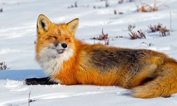 Wild red fox relaxing in the snow