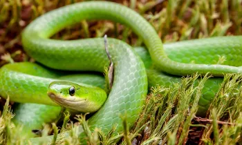 Green snake in grass Green snake in grass