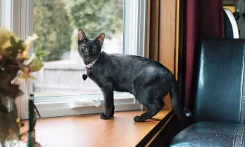 Portrait of Tiny Tina the cat standing near a window in her new home