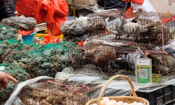 Live animals in cages at a wet market in China