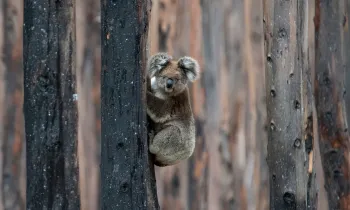 Koala in charred trees after the Australia wildfires