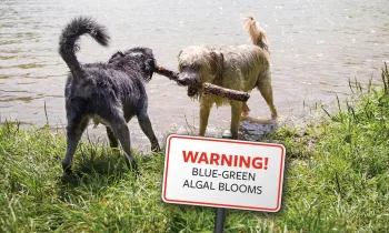 Dogs playing in water with superimposed sign stating: "Warning! Blue-green algal blooms"