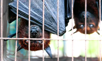 Bats hanging upside down in a cage at a wildlife market in Indonesia to be sold for food
