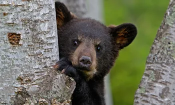 Black bear cub in tree