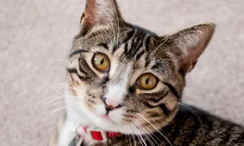 Portrait of a tabby cat