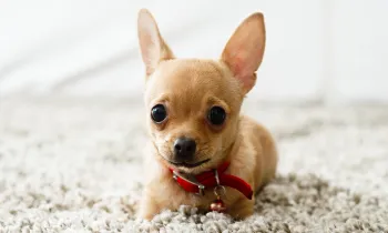 Portrait of a small dog laying on carpet