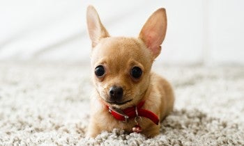 Portrait of a small dog laying on carpet