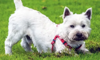 Dog digging in the grass
