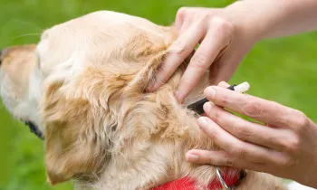 Person removing a tick from a dog