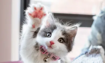 Cute kitten raising her paw