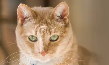 Portrait of an orange cat