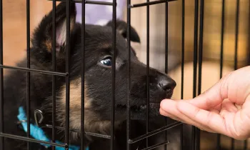 Person giving puppy a treat while he is crate training