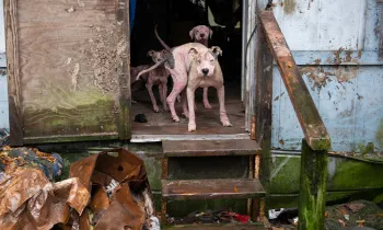 Dogs living in severe neglect, rescued by HSUS