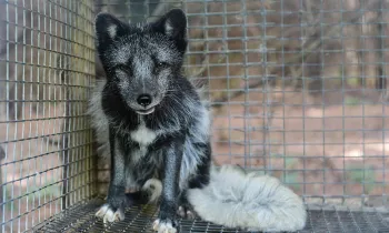 Scared fox in dirty cage on fur farm