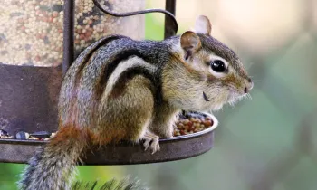 Chipmunk outside, on bird feeder