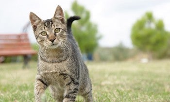 A cute cat walking outdoors
