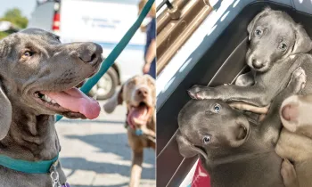 Pearl (left) and her puppies (right)