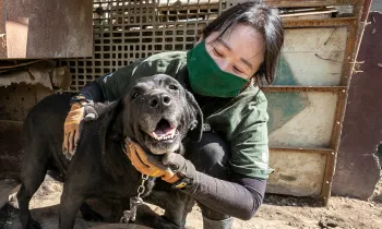 dog being rescued from a dog meat farm in South Korea by HSI