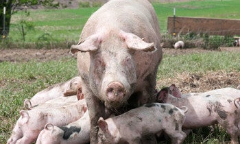 humanely raised pigs, outside