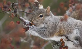 Gray Squirrel in tree eating berries