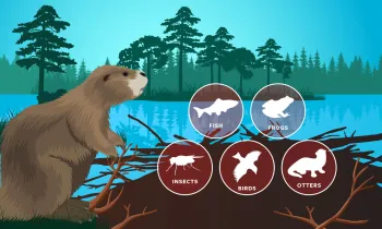 Illustration of a beaver in it's natural habitat