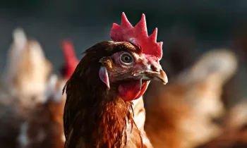 Domestic chicken, brown laying hen Domestic chicken, brown laying hen