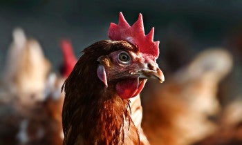 Domestic chicken, brown laying hen