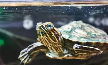Pet turtle in a home aquarium