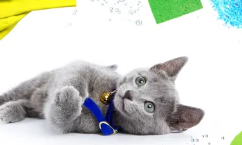 Grey cat surrounded by cleaning products