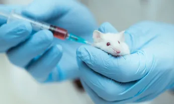 Mouse being injected