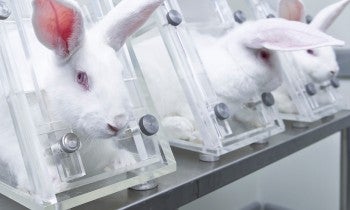 Rabbits contained in confining stock holds for use in research