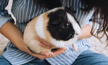 Woman holding pet guinea pig