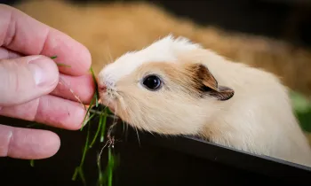Hand-feeding a baby guinea pig some grass
