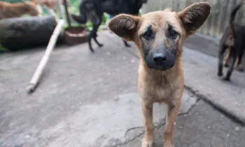 Street dog in Bhutan