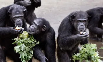 Rescued chimpanzees at the waters edge eating fresh vegetables