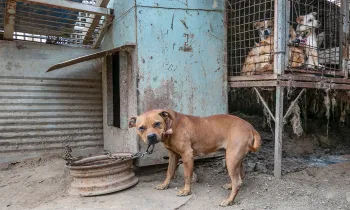 Dogs in filthy conditions at a dog meat farm in South Korea