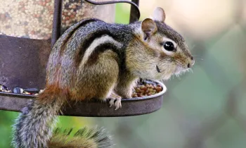 chipmunk on a bird feeder