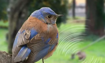 a bluebird sits on a tree with a loud weed whacker in background