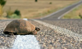 Turtle crossing the rural road