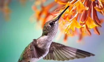 hummingbird sipping nectar from orange flowers