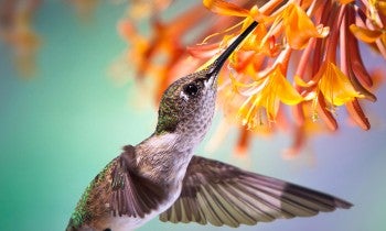 hummingbird sipping nectar from orange flowers