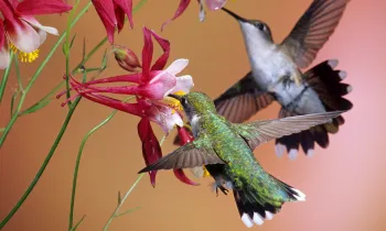 hummingbirds sipping nectar from bright red flowers