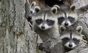 baby raccoons in a hollow tree