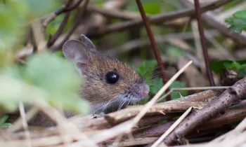 small mouse hiding in brush