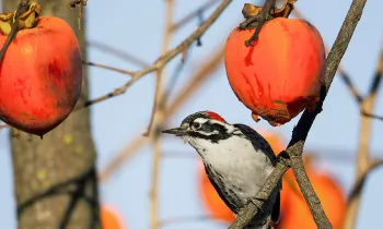 woodpecker on persimmon tree