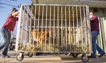 Elsa the tiger in a cage on wheels being moved to her new home