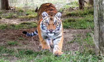 Elsa the tiger in her new home